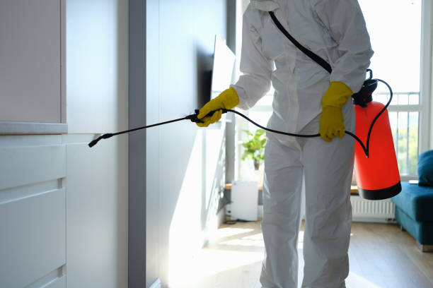 Mold Removal Process in Barstow, CA
