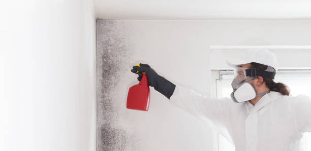 Best Professional Mold Removal  in Barstow, CA