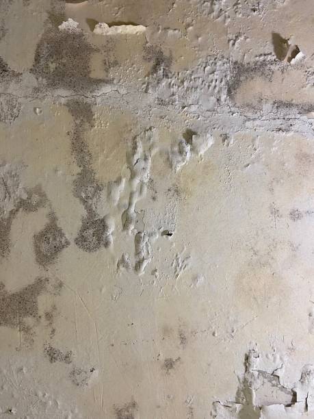 Best Mold Removal Process  in Barstow, CA