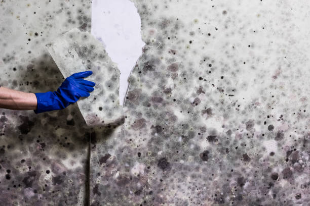 Best Mold Remediation  in Barstow, CA