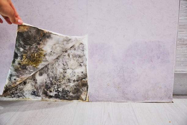 Professional Mold Removal in Barstow, CA